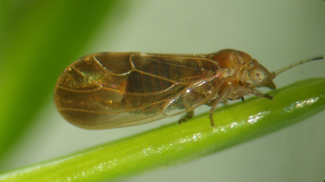 Pflaumenblattsauger-Weibchen (C. pruni) an Fichtennadel saugend