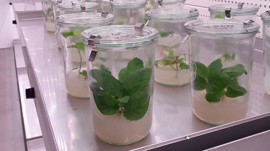 An Tabakpflanzen in der Klimakammer messen Forscher deren Lachgasausstoß.