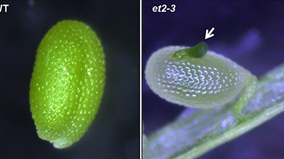 Samen mit verfrühter Keimung: Während normale Samen (Wildtyp, WT) in der Samenruhe verharren, zeigt sich in den Samen ohne ET-Funktion (et2-3) eine verfrühte Keimung, zum Teil noch in der Schote.