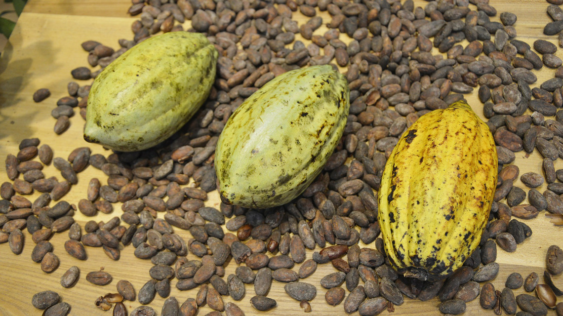 In den Schalen der Kakaofrucht stecken ebenso viele gesunde Inhaltsstoffe wie in der Bohne selbst.