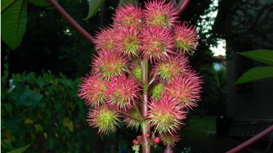 Frucht des Wunderbaums (Ricinus communis)