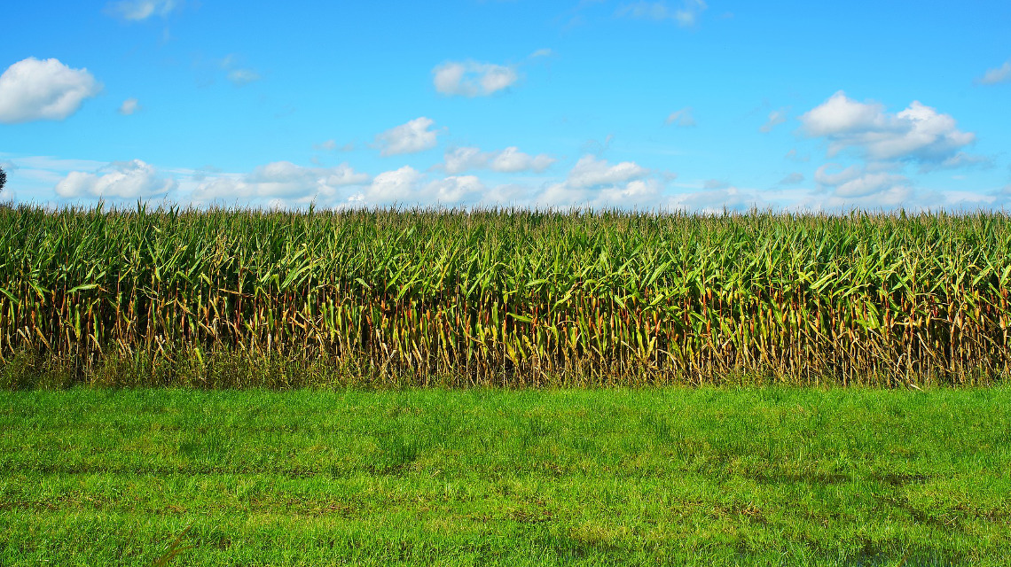 Bei Mais und Pappeln untersuchten die Pflanzenforscher, wie Sulfat bei Trockenheit die Verdunstung über die Blattporen verringert.