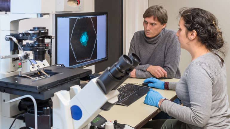 Erstautorin Aurore Dupin und Prof. Friedrich Simmel beobachten die Zellen am Fluoreszenzmikroskop.