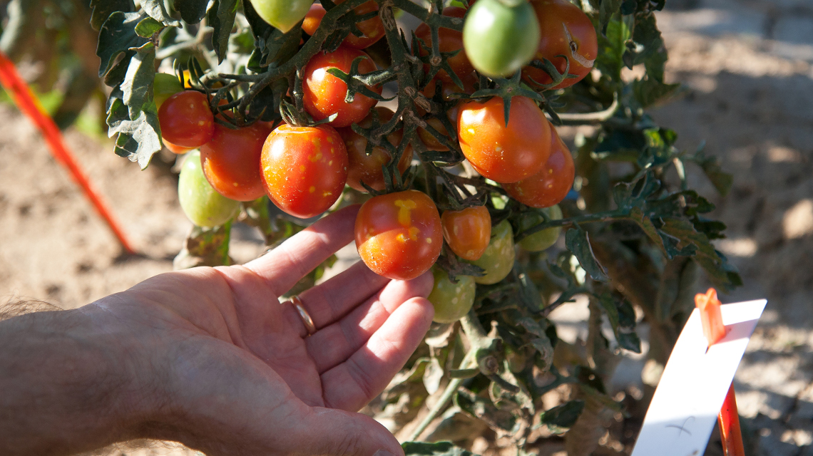 Bioeffektoren können bei Tomaten zu deutlichen Ertragssteigerungen führen.