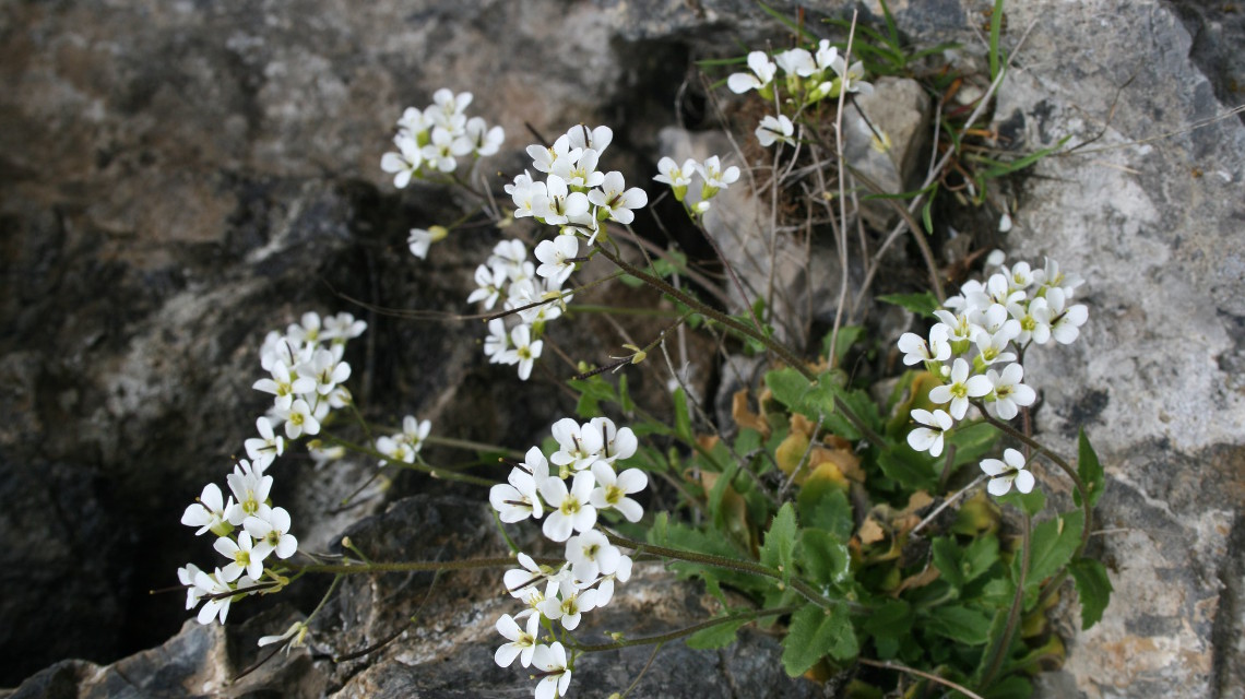 Die Alpen-Gänsekresse ist eine mehrjährige krautige Pflanze, die bis über 3000 Meter Höhe vorkommen kann. Ein ausgefeilter genetischer Mechanismus stellt sicher, dass nur die älteren Pflanzen im Winter Blütenknospen bilden. 