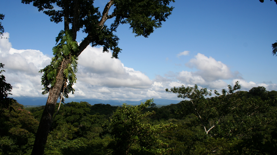 Je näher der Äquator liegt, desto häufiger tritt die Pflanz-Pilz-Symbiose auf – wie beispielsweise im artenreichen tropischen Regenwald des Amboró-Nationalparks in Bolivien.
