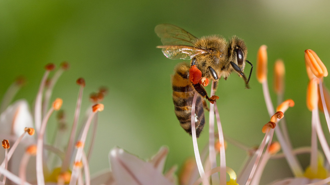 Viele Bienenarten sind vom Aussterben bedroht. 