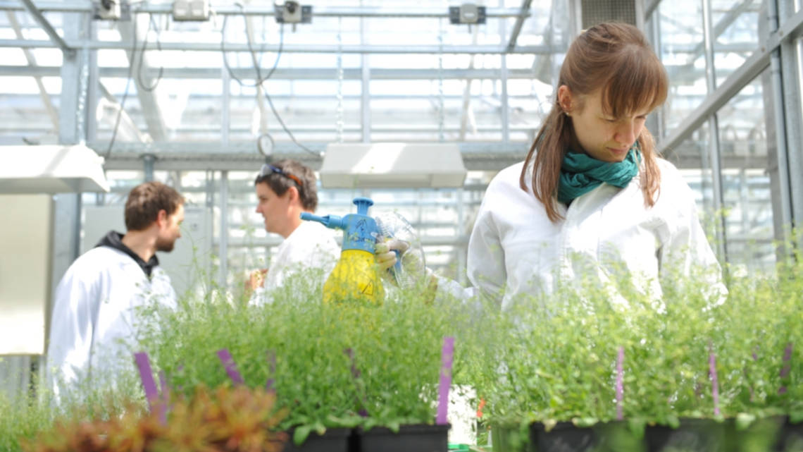 Auf dem Wissenschaftscampus Halle bildet die Pflanzenforschung einen der Schwerpunkte bei den bioökonomischen Projekten.
