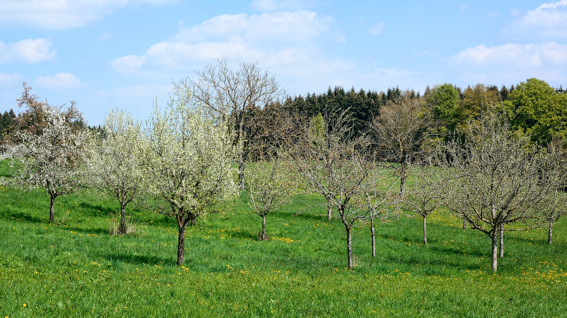 Streuobstwiesen sind ein Beispiel für Agroforstsysteme: Sie werden gleichzeitig zur Heugewinnung genutzt.