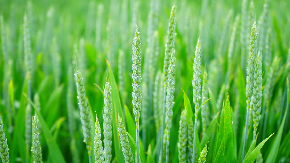 Mit Hilfe selbst gebildeter organischer Substanzen kann Weizen sich besser gegen Hitze- oder Überflutungsstress schützen.