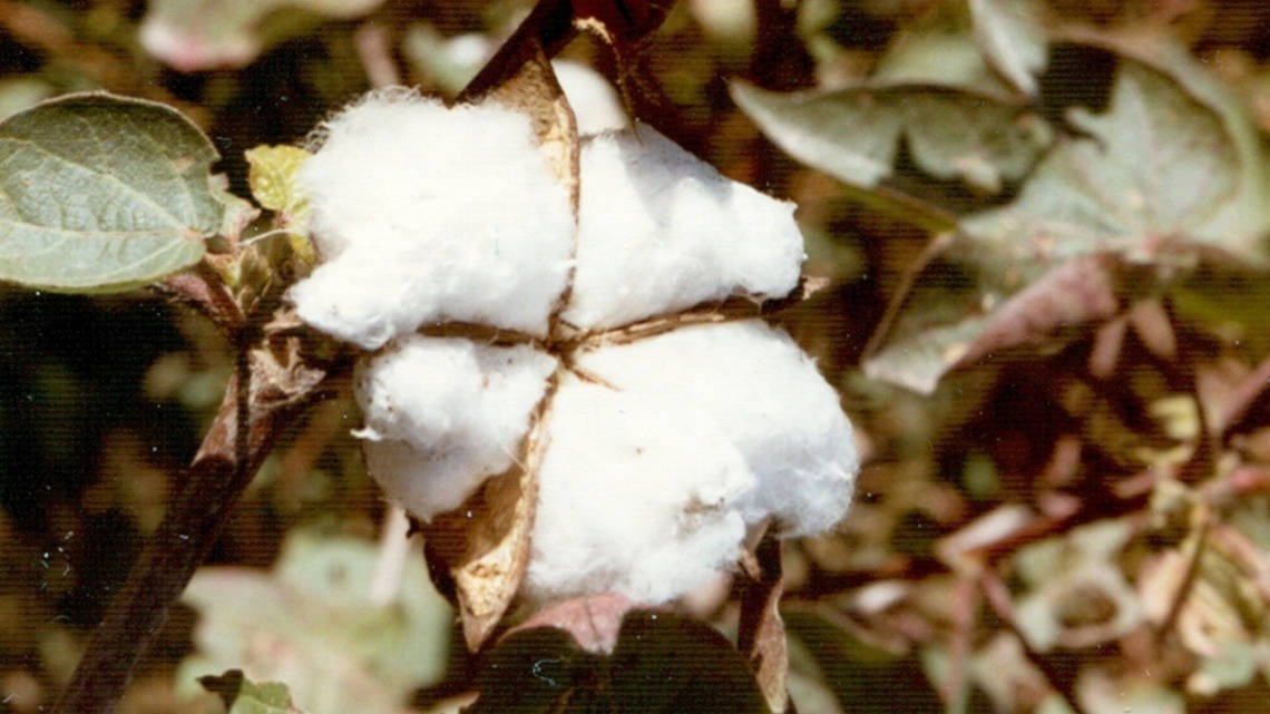 Die Samenhaare des Baumwollstrauches bestehen aus fast reiner Cellulose.