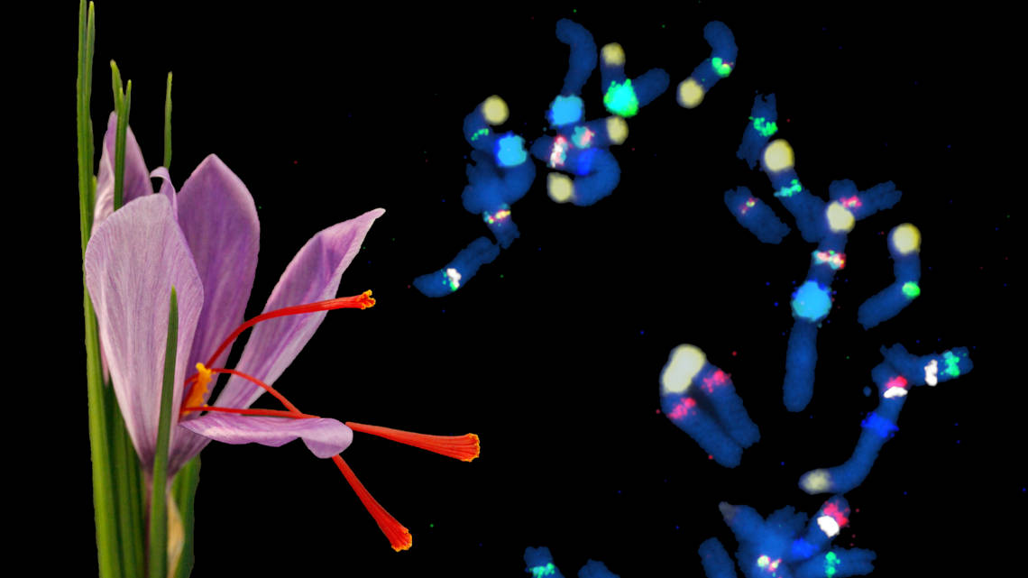 Links zeigt die Fotomontage die Blüte des Safran-Krokus‘ mit seinen drei orangefarbenen Fruchtblättern, rechts eine Aufnahme der Chromosomen.