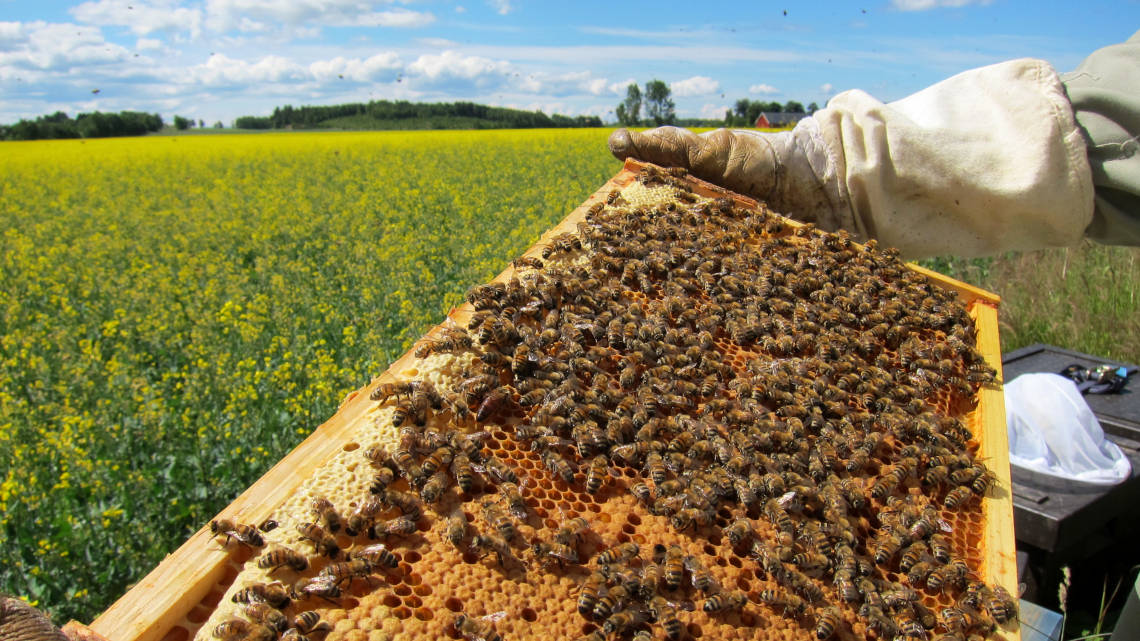 Überprüfung der Volksstärke der Honigbienen neben einem Rapsfeld.