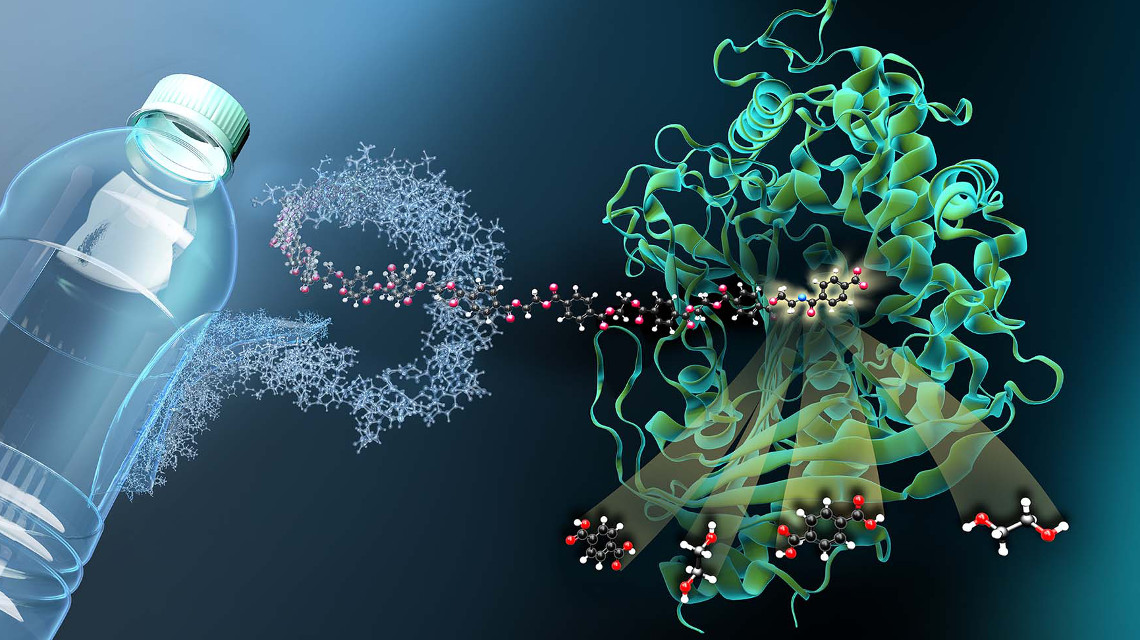 Das Enzym MHETase ist ein riesiges komplex gefaltetes Molekül. MHET-Moleküle aus dem PET-Kunststoff docken an einer bestimmten Stelle an und werden dort in ihre Grundbausteine zerlegt.