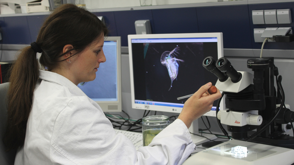 Anja Ramsperger M.Sc. bei der Untersuchung von Wasserflöhen in einem Labor der Bayreuther Tierökologie.