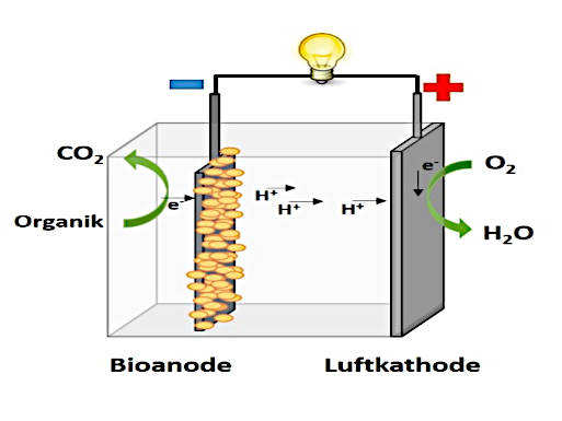 Schema einer Biobrennstoffzelle