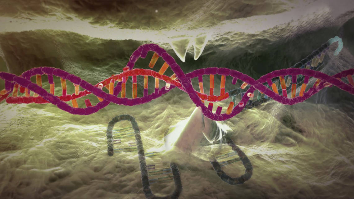 CRISPR-Cas9 hat die Genom-Editierung revolutioniert. Ein RNA-Molekül leitet dabei das Enzym Cas9 zur Schnittstelle auf dem DNA-Doppelstrang und ermöglicht so das An- und Abschalten von Genen.