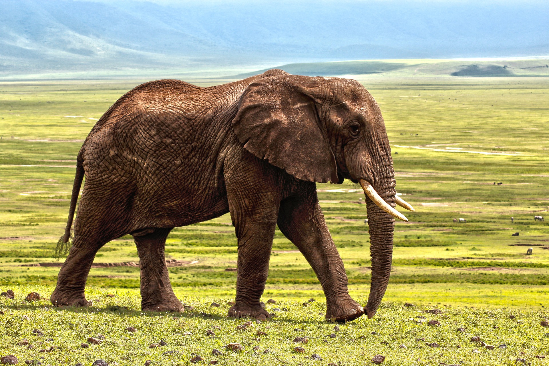 Der Elefant – auch er vom Aussterben bedroht