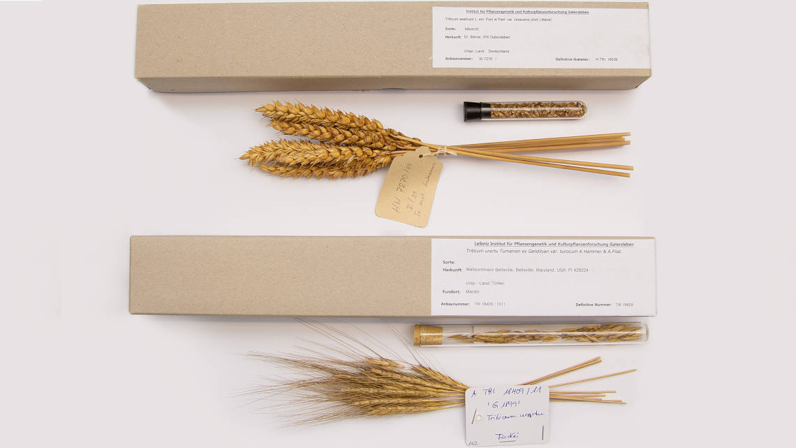 Weizenmuster im Vergleich: Urkorn und Kulturkorn aus dem Herbarium der bundeszentralen Ex-situ-Genbank am IPK.