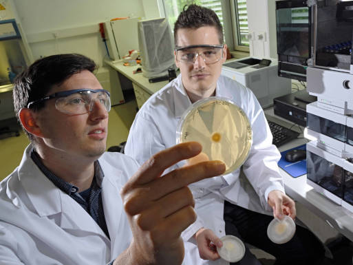 Dr. Markus Greßler (l.) und Doktorand Florian Baldeweg untersuchen eine Pilzkultur von Mortierella alpina. Die Wissenschaftler konnten nachweisen, dass der Pilz große Mengen eines Tensids produziert.