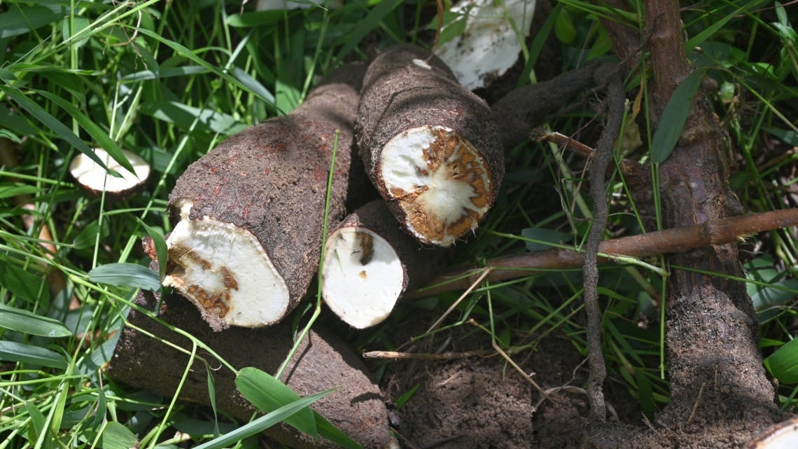 Diese Wurzel einer Maniolpflanze ist vom Cassava brown streak virus (CBSV) befallen.