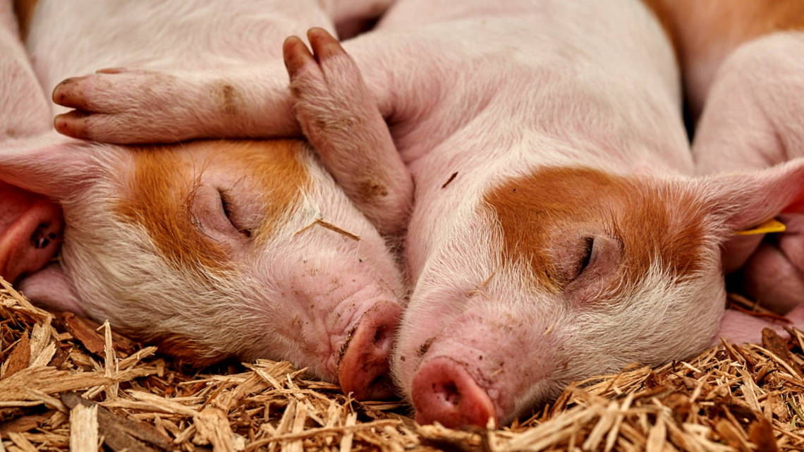 Forschern ist es erstmals gelungen, pluripotente Stammzellen ohne Einschränkungen aus Schweinen zu gewinnen.