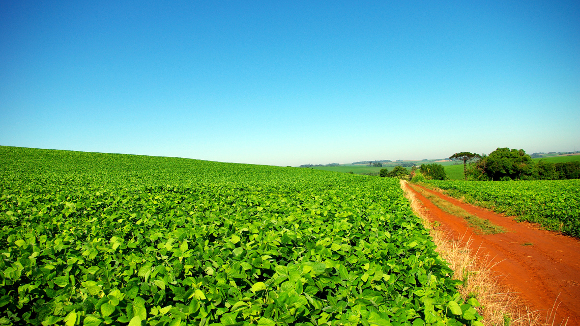 Brasilien gehört zu den führenden Sojaproduzenten der Welt. (im Bild: Sojabohnenfeld in Rio Grande do Sul/Brasilien)