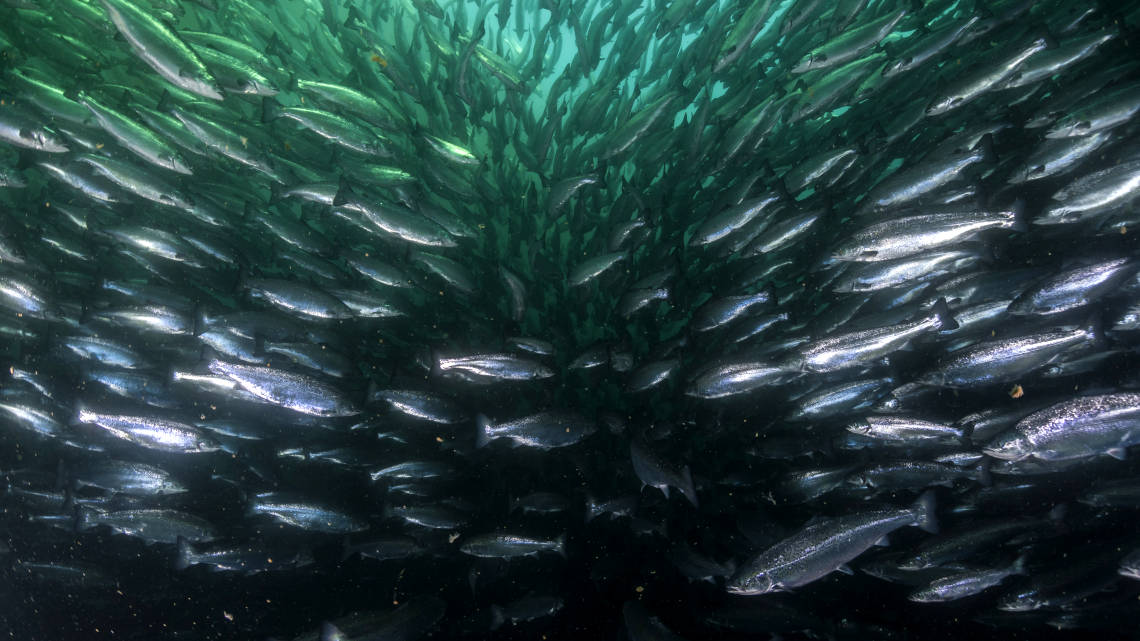 Atlantiklachs in einer norwegischen Aquakultur – hier könnte künftig das Algenöl Fischöl ersetzen.