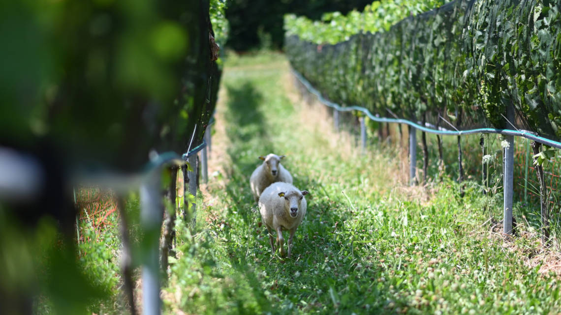 Weidetiere könnten im Weinanbau die Kosten senken und die Ökobilanz verbessern.