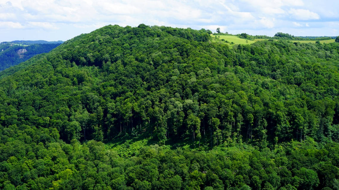 Buchenwälder wie hier auf der Schwäbischen Alb könnten Erdöl als Rohstoff für Carbonfasern ersetzen.