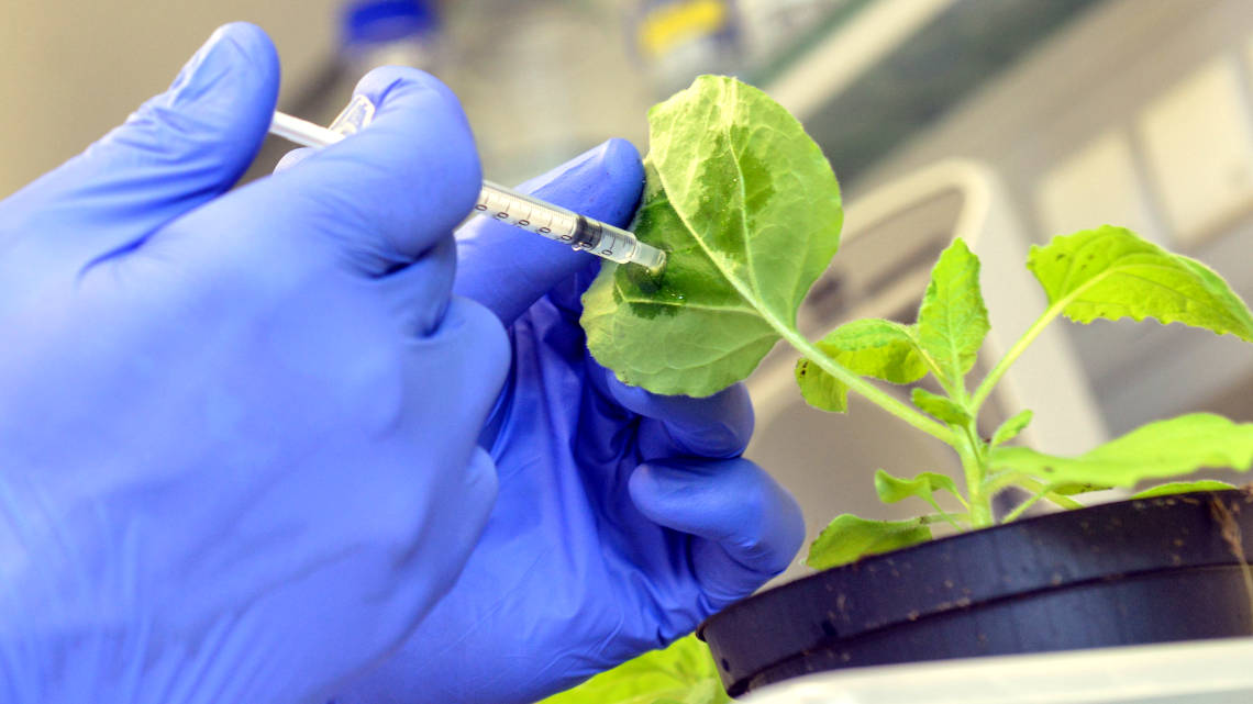 Mit Hilfe der neuen Methode der MLU-Forscher können Pflanzen leicht gegen Viren geimpft werden.