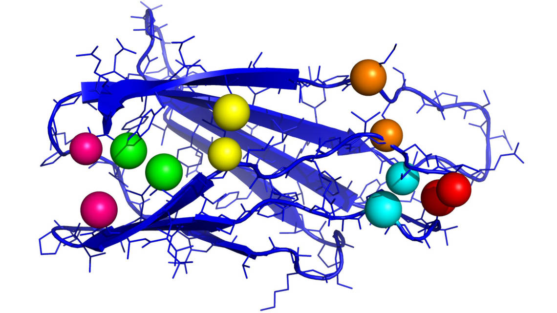 Fibronektin spielt bei der Wundheilung eine bedeutende Rolle. Die Grafik zeigt einen wichtigen Teil des Proteins mit Kontaktpaaren (jeweils gleichfarbige Kugeln).