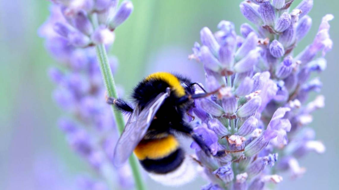 Eine Hummel im Lavendelfeld: Insekten sind für unsere Ökosysteme unverzichtbar.