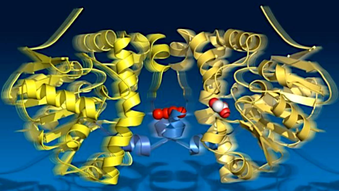 Mit zeitaufgelöster, serieller Synchrotron-Kristallographie können alle Schlüsselzustände der enzymatischen Katalyse dargestellt werden. Sie zeigt auch, wie die beiden Untereinheiten des Enzyms Fluoressigsäure-Dehalogenase miteinander kommunizieren. 