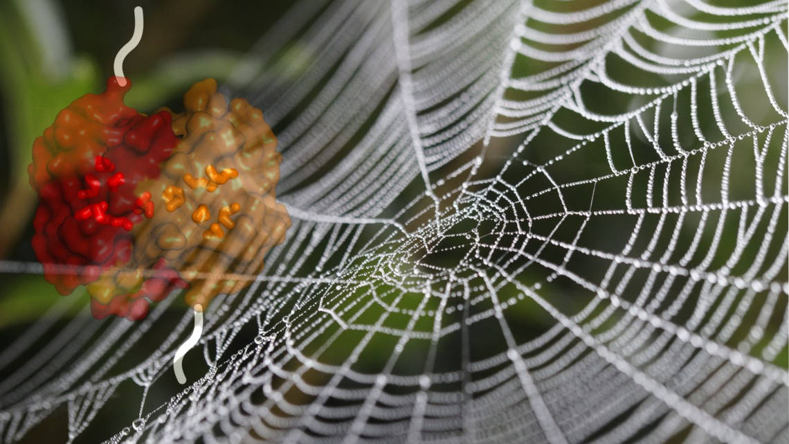 Spinnennetz, überlagert mit der Strukturoberfläche der Domänen eines Spinnenseidenproteins. Die Methionin-Seitenketten sind als farbige Stäbchen hervorgehoben.