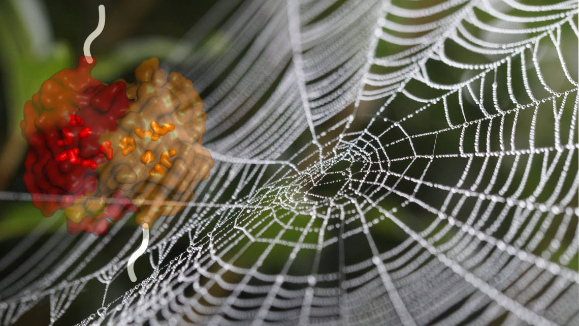 How spider webs achieve their strength, MIT News