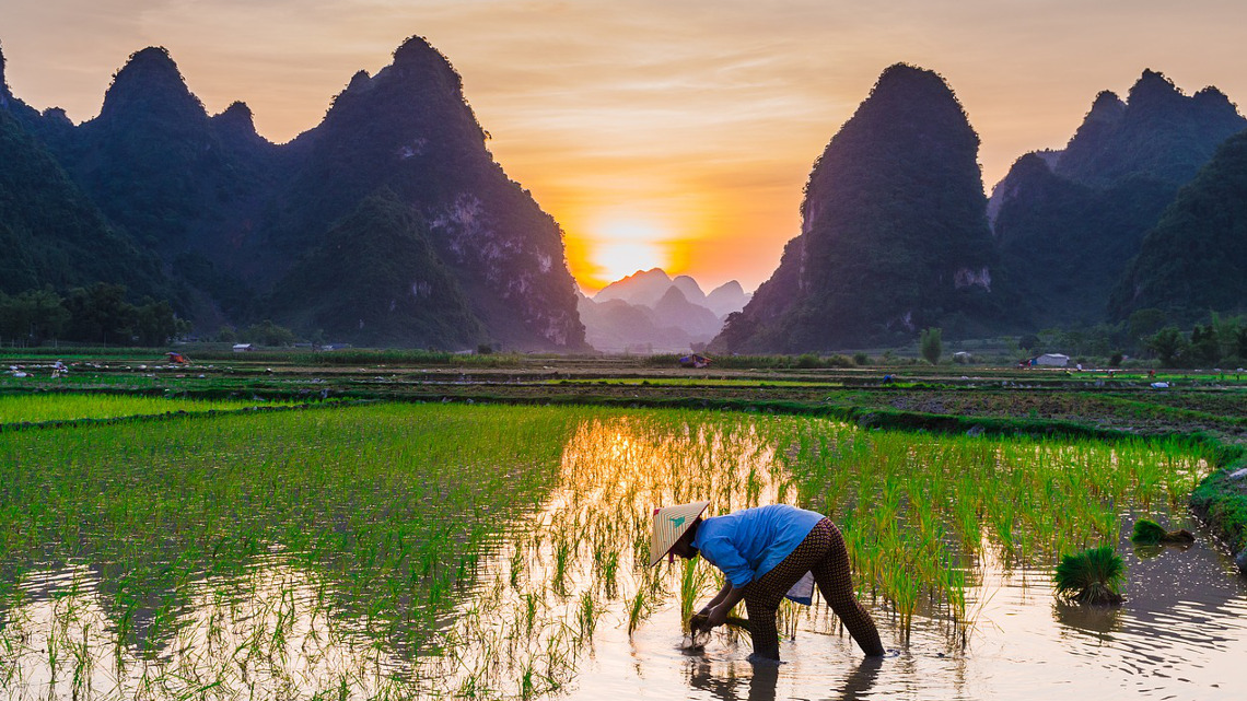 Viele Kleinbauern in Asien und Afrika leben vom Reisanbau.