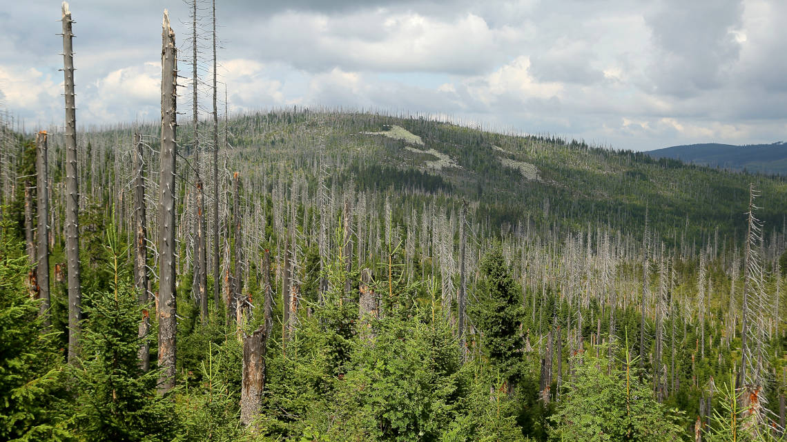 Durch Borkenkäfer abgetötete Fichten am Lusen im Nationalpark Bayerischer Wald. Ökologen plädieren dafür, diese Form des Totholzes vermehrt im Wald zu belassen.