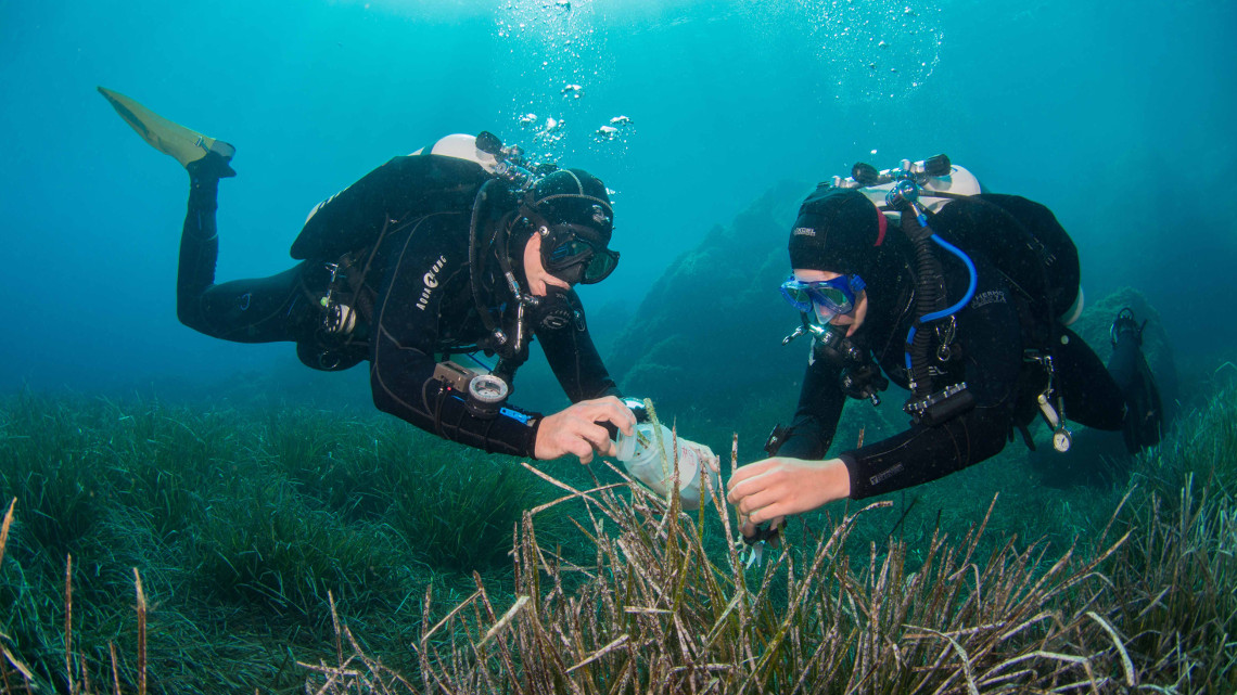Taucher sammeln Blätter des Neptungrases (Posidonia oceanica) in der Bucht von Calvi auf Korsika.