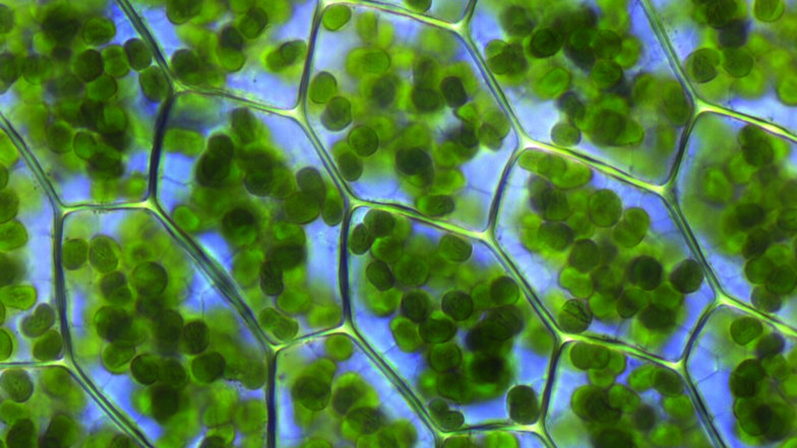 Bei den Landpflanzen findet Photosynthese in den Chloroplasten statt, hier in der Blattspreite des Laubmooses Plagiomnium affine.