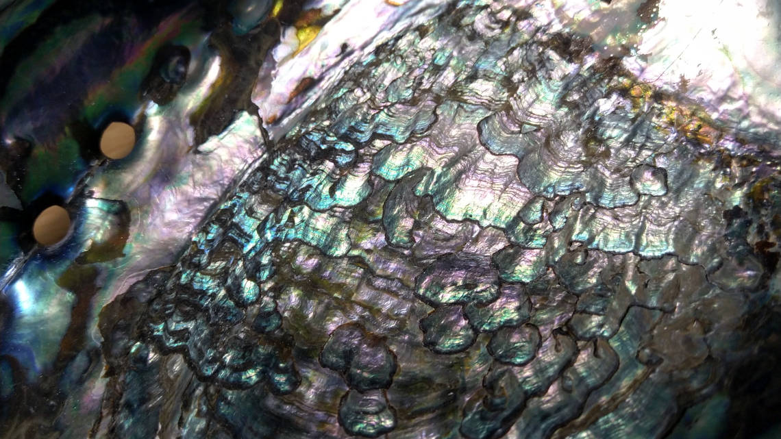 FAU-Wissenschaftler haben zusammen mit internationalen Kollegen das Rätsel um die Härte von Perlmutt (im Bild das Perlmutt einer Abalone-Schnecke) geknackt.