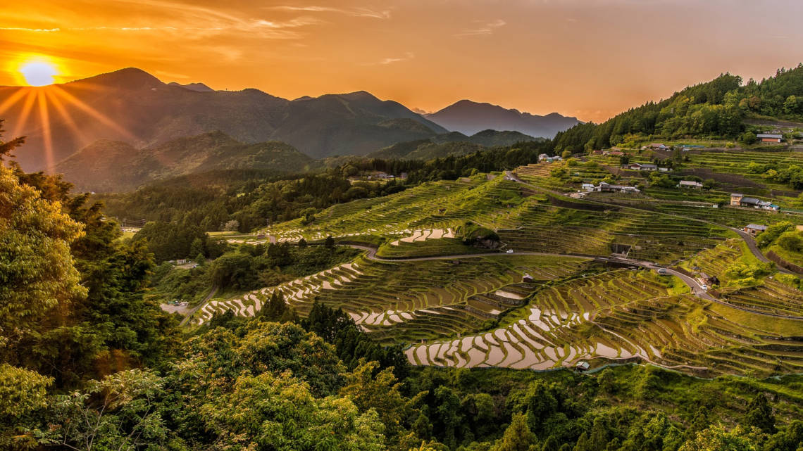 Der Reisanbau in Asien könnte künftig weit geringere Erträge liefern als bislang erwartet.