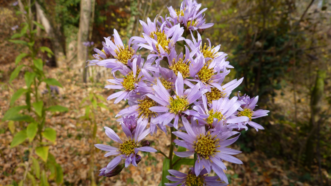 Die Tataren-Aster (Aster tataricus) enthält den Arzneistoff Astin nur, wenn sie den produzierenden Pilz C. asteris beherbergt.