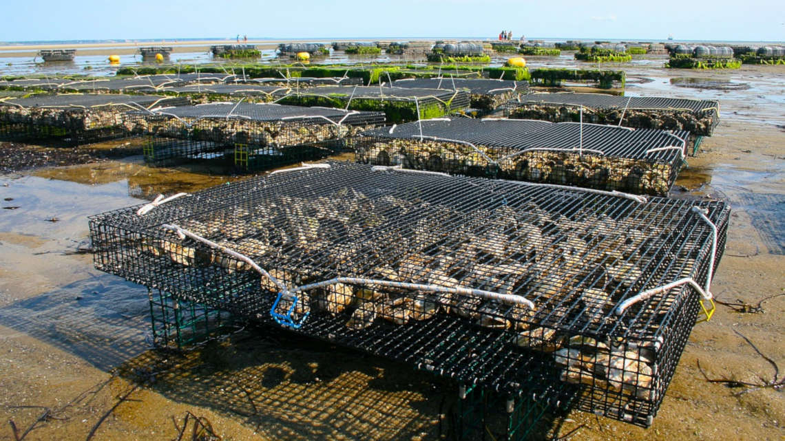 In Aquakulturen wie dieser Austernfarm wird häufig Phosphor zugesetzt, der größtenteils im Wasser verbleibt.