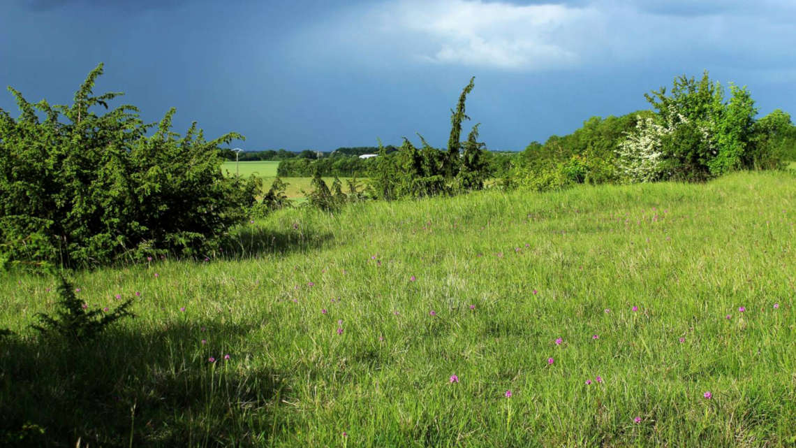 Eine der untersuchten Graslandflächen liegt im Val-de-Sevre im Südwesten Frankreichs.