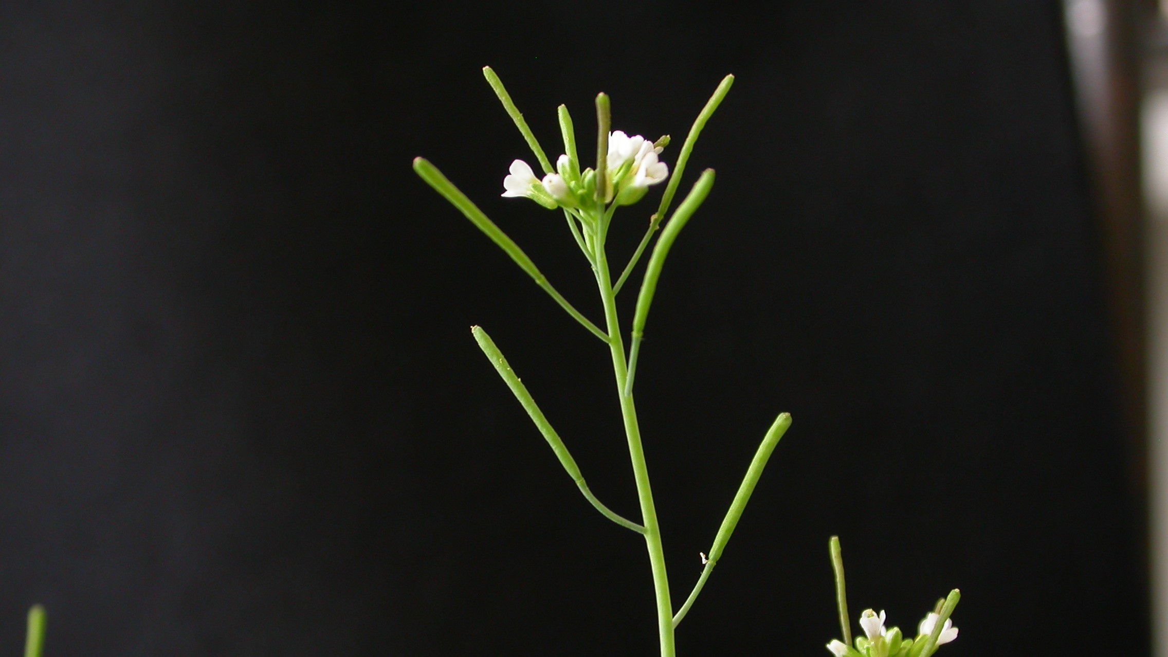 Arabidopsis thaliana WT