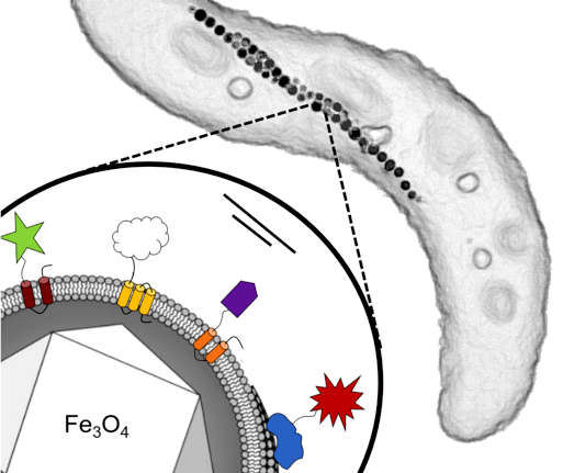 Darstellung einer Zelle des magnetischen Bakteriums Magnetospyrillum gryphiswaldense mit verketteten Magnetosomen.