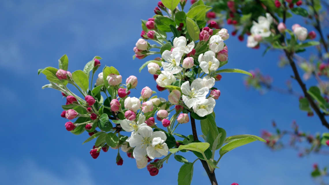 Auch Apfelbäume werfen überzählige Blüten ab, wenn davon auszugehen ist, dass sie später nicht alle Früchte bis zur Reife versorgen können.