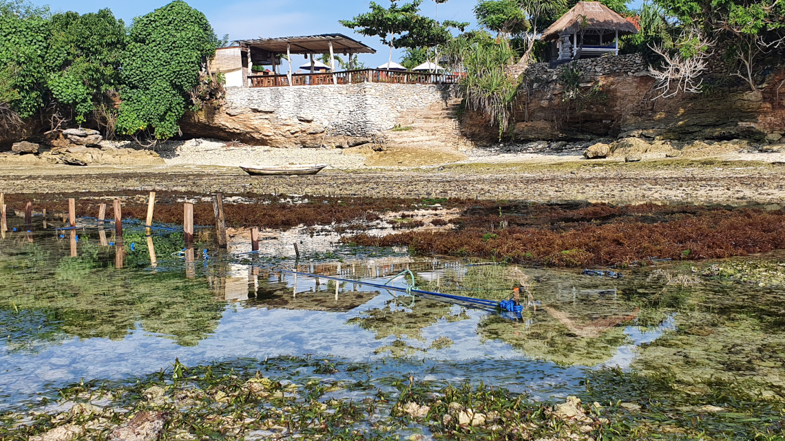 Algenanbau auf der indonesischen Insel Nusa Lembongan