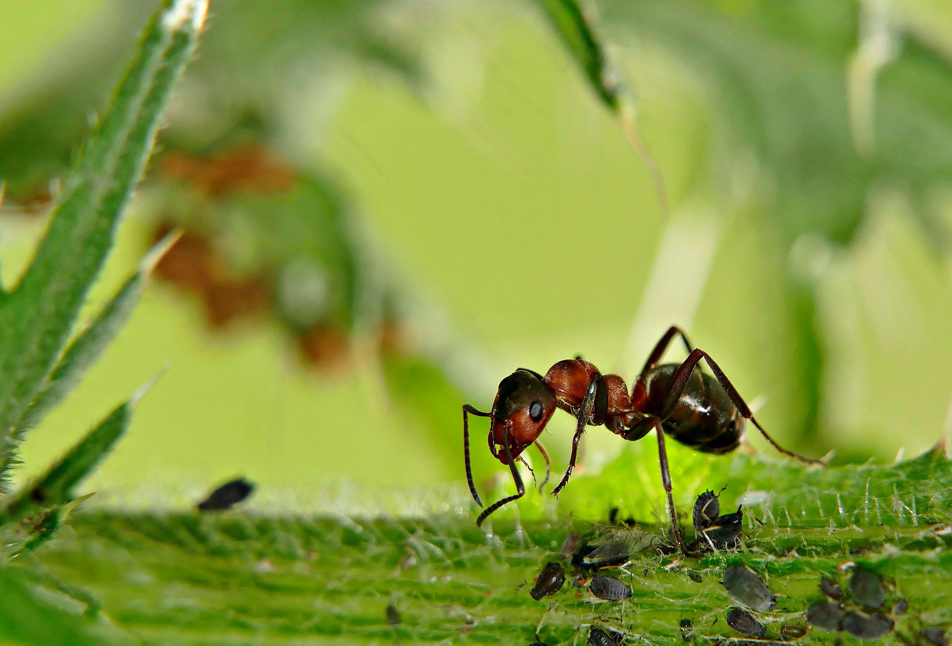 Meta-Analyse von Insektenbeständen